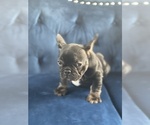 Small Photo #27 French Bulldog Puppy For Sale in BATON ROUGE, LA, USA