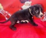 Small Photo #22 American Pit Bull Terrier Puppy For Sale in TRENTON, NJ, USA