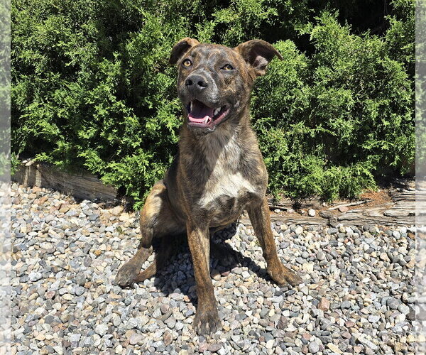 Medium Photo #4 American Staffordshire Terrier-Unknown Mix Puppy For Sale in Albuquerque, NM, USA