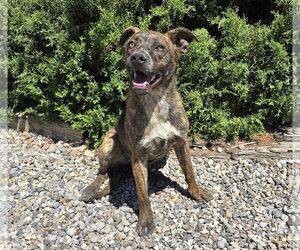 Absolutely Amusing Mr Alphie = LOVE on 4 Paws ! - Male American Staffordshire Terrier-Unknown Mix Dog for Adoption - Photo #4