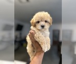 Small Maltipoo