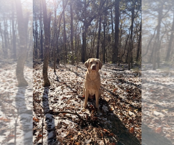 Medium Photo #1 Labrador Retriever Puppy For Sale in SUMMERVILLE, SC, USA