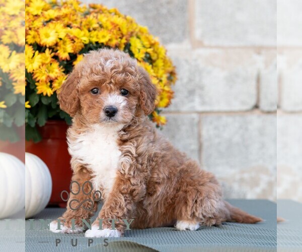 Medium Photo #3 Poodle (Miniature) Puppy For Sale in DORNSIFE, PA, USA