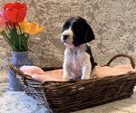 Small #1 English Springer Spaniel