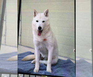 RED - Female Mutt Dog for Adoption - Photo #3