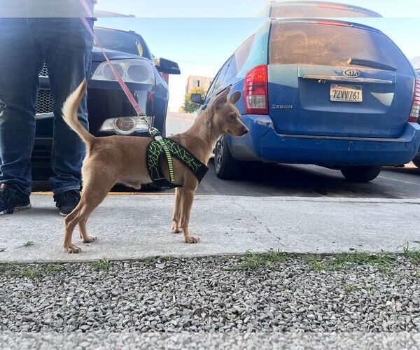 Medium Photo #2 Chihuahua-Unknown Mix Puppy For Sale in Escondido, CA, USA