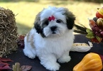 Small Photo #4 Mal-Shi Puppy For Sale in BUFORD, GA, USA