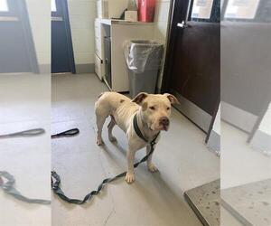 American Pit Bull Terrier-Unknown Mix Dogs for adoption in Corpus Christi, TX, USA
