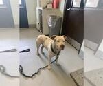 Small American Pit Bull Terrier Mix