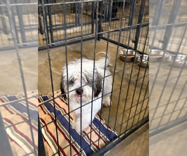 Medium Photo #2 Shih Apso Puppy For Sale in Grafton, WI, USA