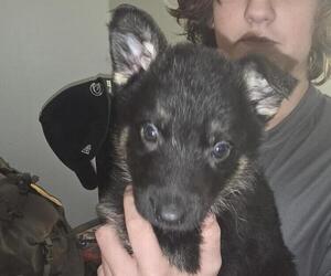 German Shepherd Dog Puppy for sale in MECHANICSVILLE, VA, USA