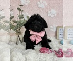 Small #5 Bernedoodle (Miniature)