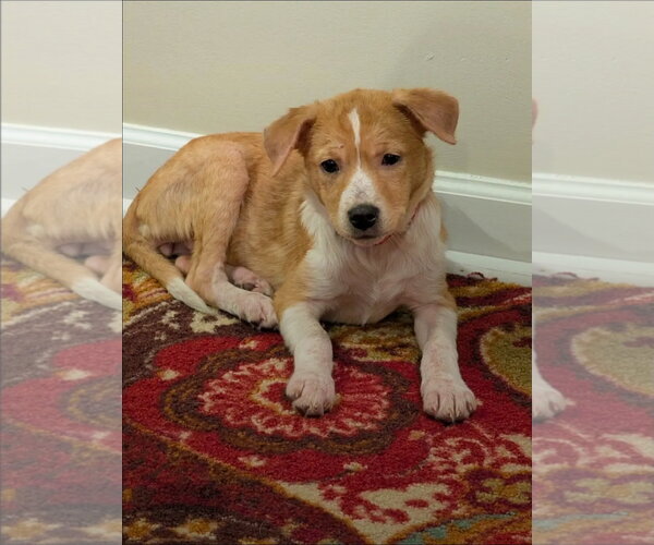 Medium Photo #2 Beagle-Unknown Mix Puppy For Sale in Westminster, MD, USA