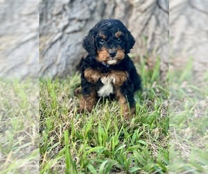 Miniature Bernedoodle Puppy for sale in CRAWFORDSVLLE, IA, USA