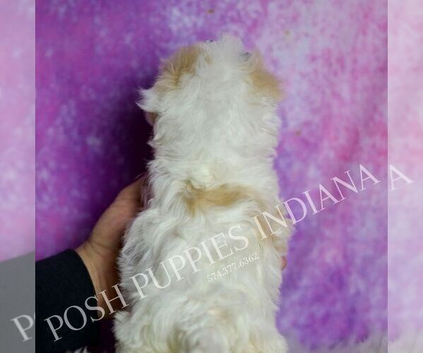 Medium Photo #3 Maltipoo (Miniature) Puppy For Sale in WARSAW, IN, USA
