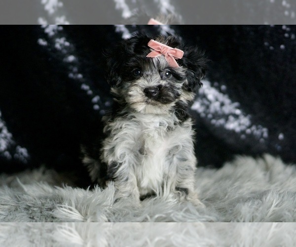 Medium Photo #4 Maltipoo Puppy For Sale in WARSAW, IN, USA