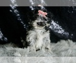 Small Photo #4 Maltipoo Puppy For Sale in WARSAW, IN, USA