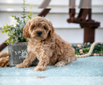 Small #1 Cavapoo
