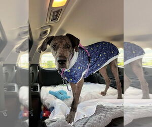 Great Dane Dogs for adoption in Bullard, TX, USA