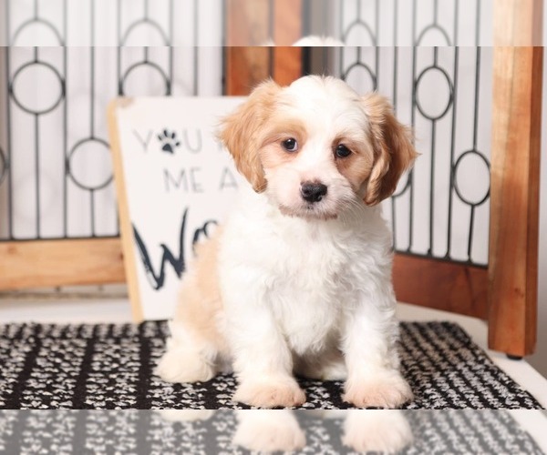 Medium Photo #1 Cavachon Puppy For Sale in NAPLES, FL, USA