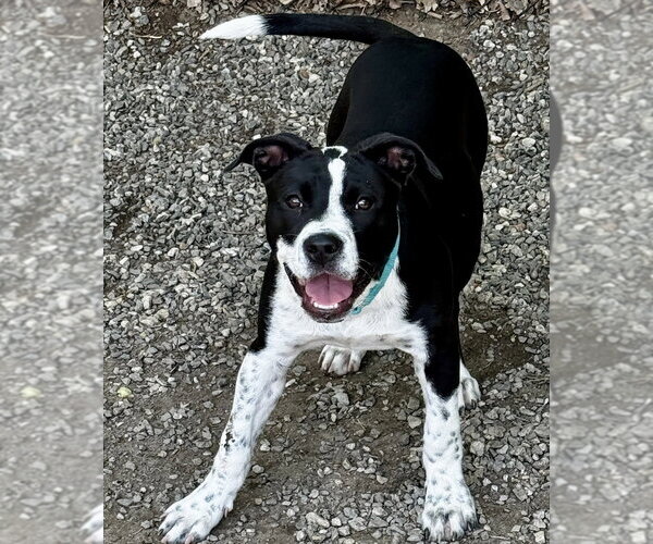 Medium Photo #6 Mutt Puppy For Sale in Elmsford, NY, USA