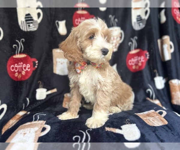 Medium Photo #8 Cockapoo Puppy For Sale in LAKELAND, FL, USA
