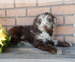 Small Labradoodle