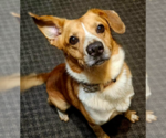 Small #1 Labrador Retriever Mix