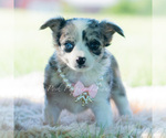 Small Photo #57 Chihuahua Puppy For Sale in WARSAW, IN, USA
