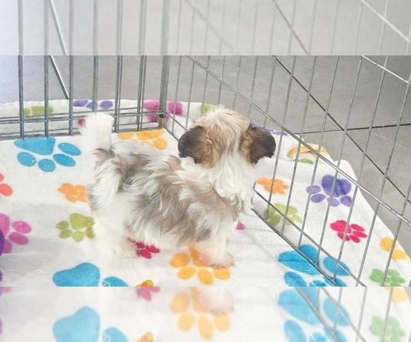 Medium Photo #10 Papitese Puppy For Sale in ORO VALLEY, AZ, USA