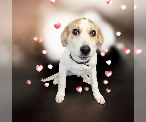 Medium Photo #1 Mutt Puppy For Sale in Vail, AZ, USA