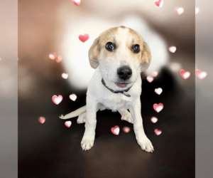 Mutt Dogs for adoption in Vail, AZ, USA