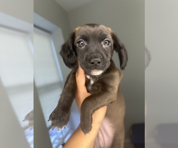 Medium Photo #4 Cock-A-Poo-Jack Russell Terrier Mix Puppy For Sale in EAST ORANGE, NJ, USA