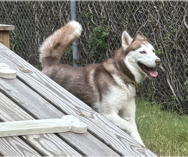 Medium Photo #4 Siberian Husky Puppy For Sale in Glen Allen, VA, USA