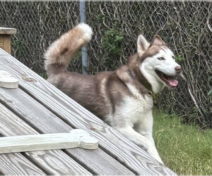 Amber HHS RRP - Female Siberian Husky Dog for Adoption - Photo #4