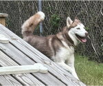 Small Photo #4 Siberian Husky Puppy For Sale in Glen Allen, VA, USA