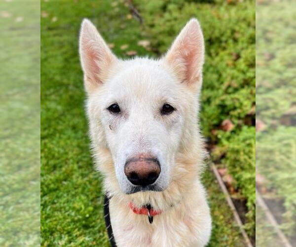 Medium Photo #1 German Shepherd Dog Puppy For Sale in Woodland, CA, USA