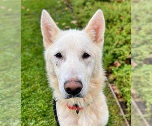 German Shepherd Dog Dogs for adoption in Woodland, CA, USA