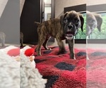 Small #11 Boxer