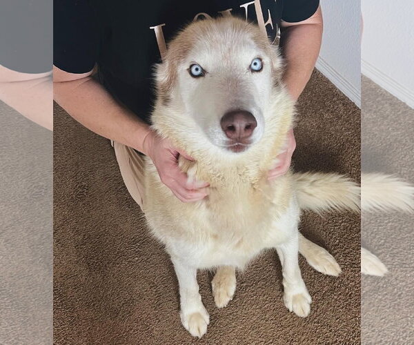 Medium Photo #5 Siberian Husky Puppy For Sale in Cedar Crest, NM, USA