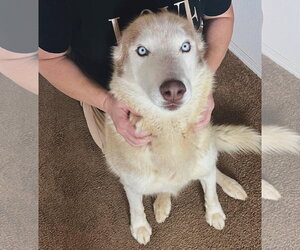 Roscoe - Male Siberian Husky Dog for Adoption - Photo #5