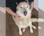 Small #4 Siberian Husky