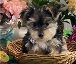 Small #2 Morkie