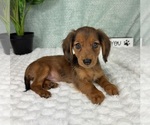 Small #1 Dachshund