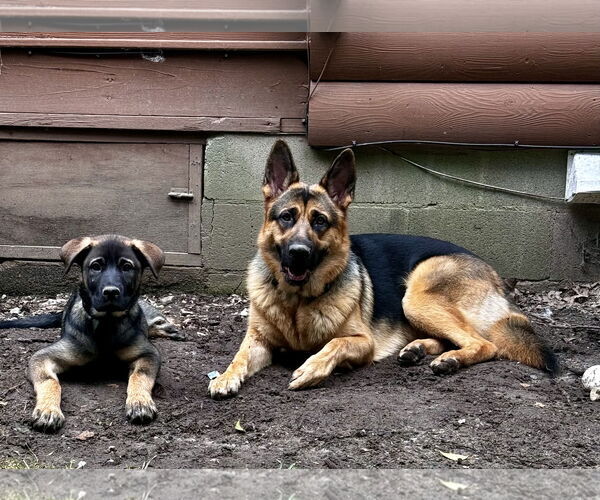 Medium Photo #10 German Shepherd Dog-Unknown Mix Puppy For Sale in New Hill, NC, USA