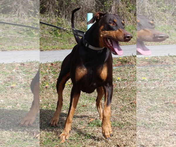 Medium Photo #3 Doberman Pinscher Puppy For Sale in Prattville, AL, USA