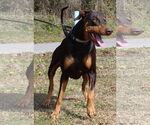Small #2 Doberman Pinscher