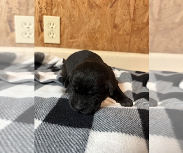 Medium Photo #3 Labrador Retriever Puppy For Sale in SABETHA, KS, USA