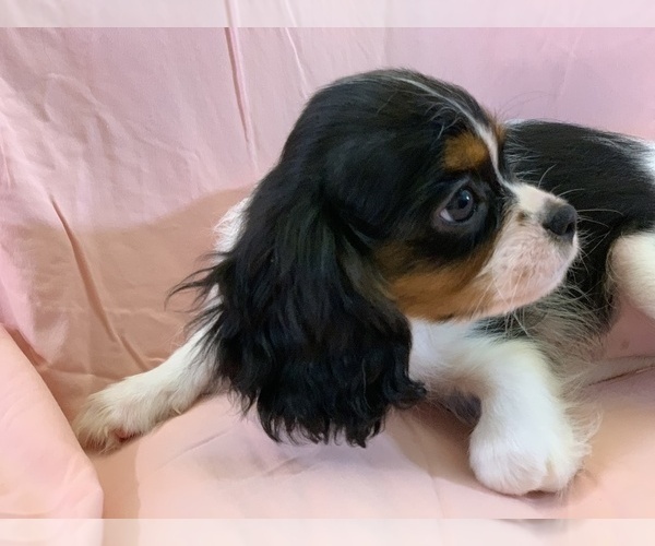 Medium Photo #2 Cavalier King Charles Spaniel Puppy For Sale in FOLSOM, CA, USA