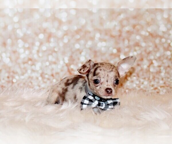 Medium Photo #114 Chihuahua Puppy For Sale in CHARLESTON, AR, USA